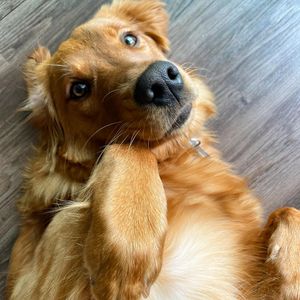 Image post by @pancake.thegolden on Instagram