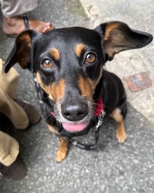 Image post by @heartsandbonesrescue on Instagram