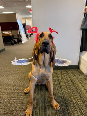 Image post by @mnwildpup on Twitter