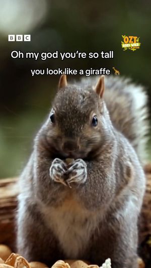 Video post by @cbbc on TikTok
