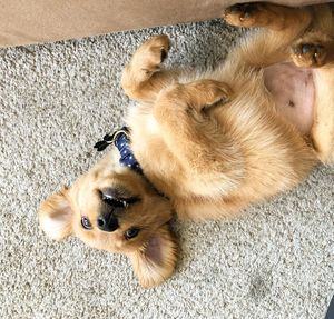 Image post by @pancake.thegolden on Instagram