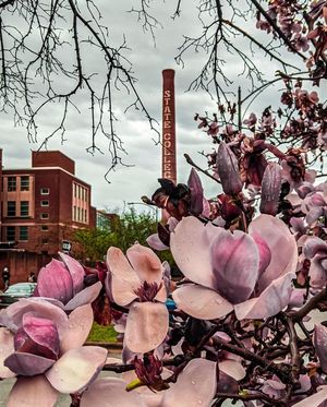 Image post by @ncstate on Instagram