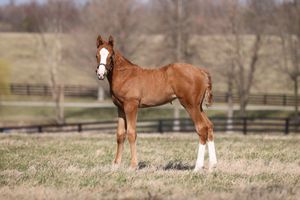 Image post by @juddmonte on Instagram