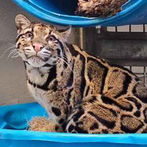 Image post by @MemphisZoo on Twitter