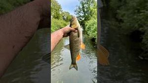 Video post by @jonasederfishing on YouTube