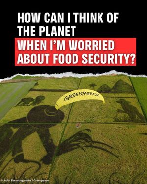 Image post by @greenpeace on Instagram