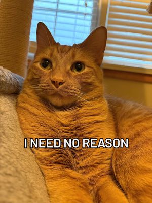 Image post by @cheeeto.the.cat on Instagram