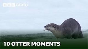 Video post by @bbcearth on YouTube