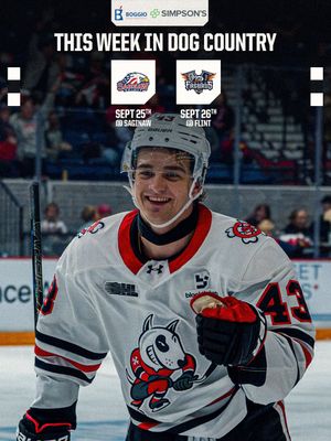 Image post by @ohlicedogs on Instagram