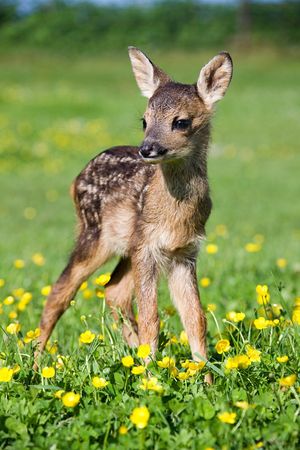 Image post by @AnimalPlanet on Twitter