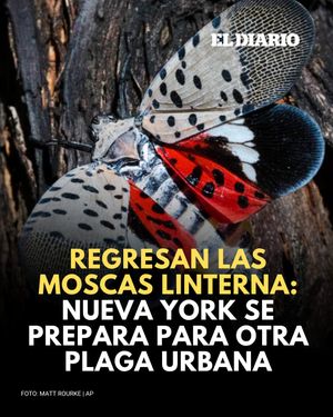 Image post by @eldiariony on Instagram