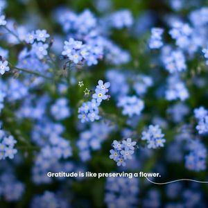 Image post by @leafyaffair on Instagram