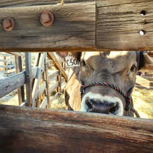 Image post by @nationalwestern on Instagram