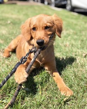 Image post by @pancake.thegolden on Instagram
