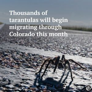 Image post by @co_gazette on Instagram