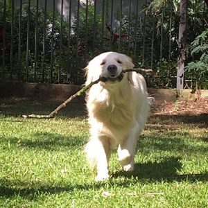 Image post by @mikethewhitegolden on Instagram