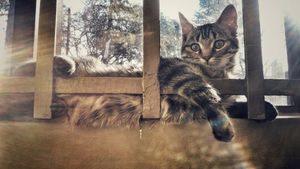 Image post by @adrienne.rall on Instagram