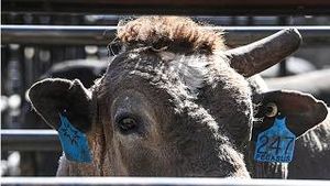Video post by @pbr on YouTube