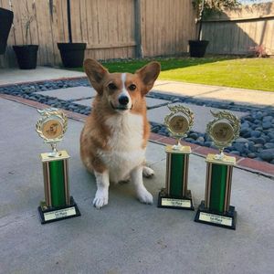 Image post by @ziggy_thecorg on Instagram