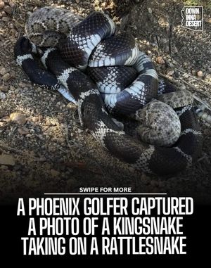 Image post by @downinnadesert on Instagram
