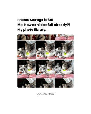 Image post by @bluebuffalo on Instagram