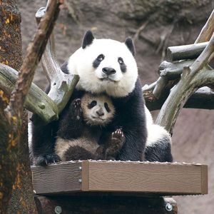 Image post by @sandiegozoo on Instagram