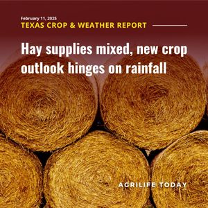 Image post by @txextension on Instagram