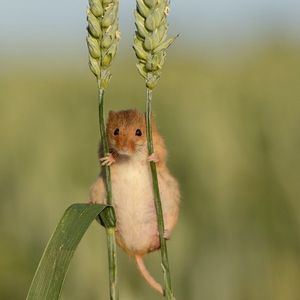 Image post by @rspb on Instagram