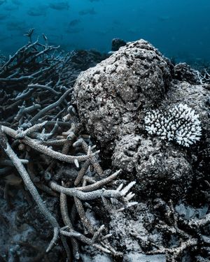 Image post by @sealegacy on Instagram