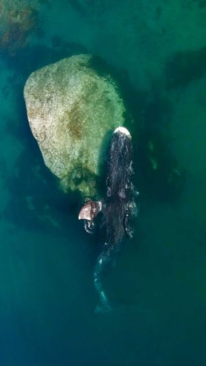 Video post by @bbcearth on Instagram