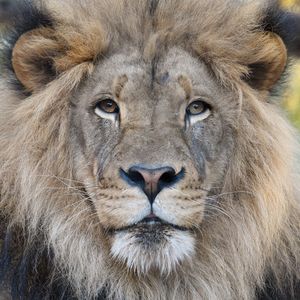 Image post by @sandiegozoo on Instagram