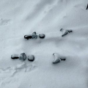 Image post by @whistlerblackcomb on Instagram