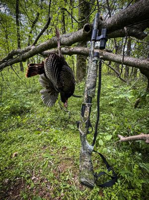 Image post by @truetimbercamo on Instagram