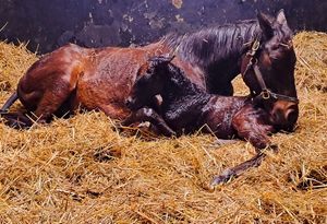 Image post by @juddmonte on Instagram
