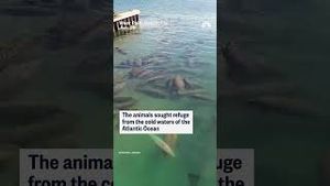 Video post by @nbcnews on YouTube