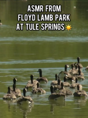 Video post by @cityoflasvegas on TikTok