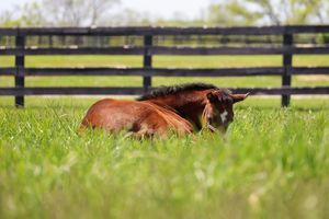 Image post by @margaux.farm on Instagram