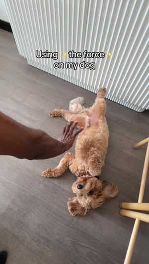 Video post by @tedflixnchill on TikTok