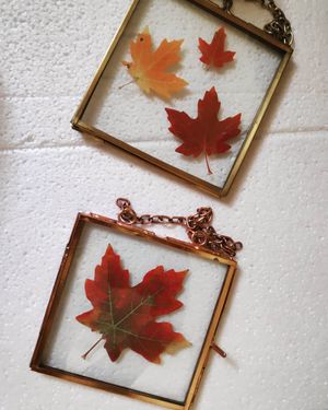 Image post by @leafyaffair on Instagram