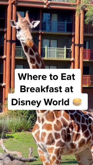 Video post by @livinglocurto on TikTok