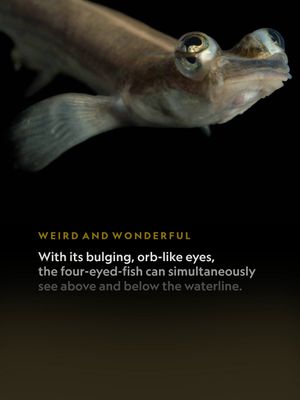 Image post by @natgeosociety on Instagram