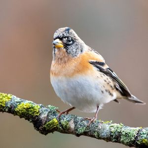 Image post by @rspb on Instagram
