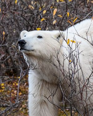 Image post by @thetorontozoo on Instagram