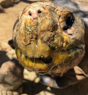 Image post by @sandiegozoo on Instagram