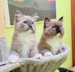 Image post by @brunrik.and.pyrene.ragdolls on Instagram