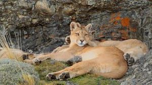 Video post by @bbcearth on YouTube