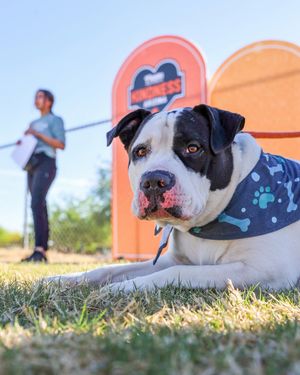 Image post by @fiesta_bowl on Instagram