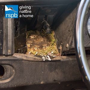Image post by @rspb on Instagram