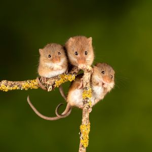 Image post by @animalplanet on Instagram