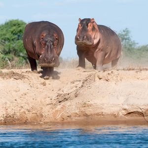 Image post by @chiawasafaris on Instagram